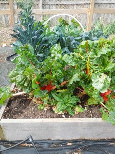 Swiss Chard, Kale, and Spinach