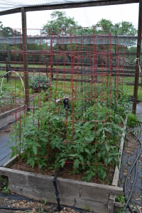 Tomatoes - 1 of 3 beds