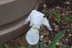 Cemetery Iris
